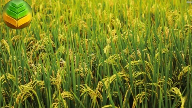 تعرف على زراعة الأرز Rice Cultivation في الوطن العربي مع التعرف على 6 أنواع