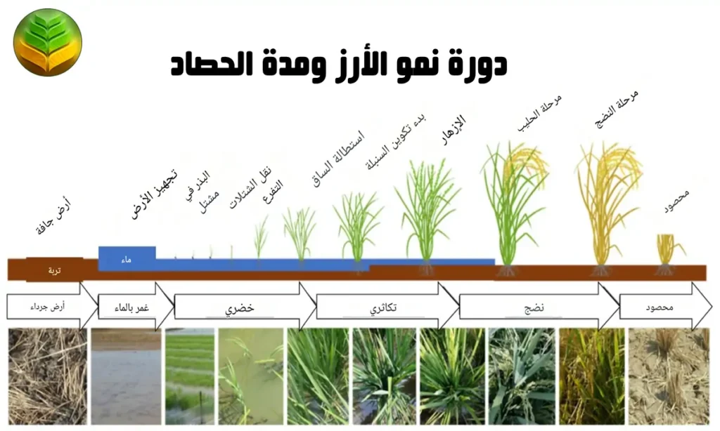 دورة نمو الأرز ومدة الحصاد