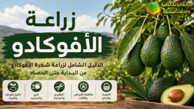 زراعة الأفوكادو في الحقول والحدائق المنزلية: التربة المناسبة، الري، التسميد، والأمراض