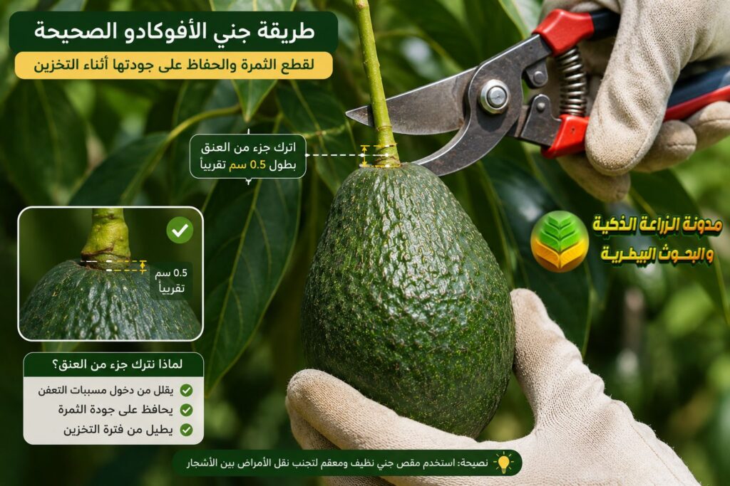 حصاد الأفوكادو