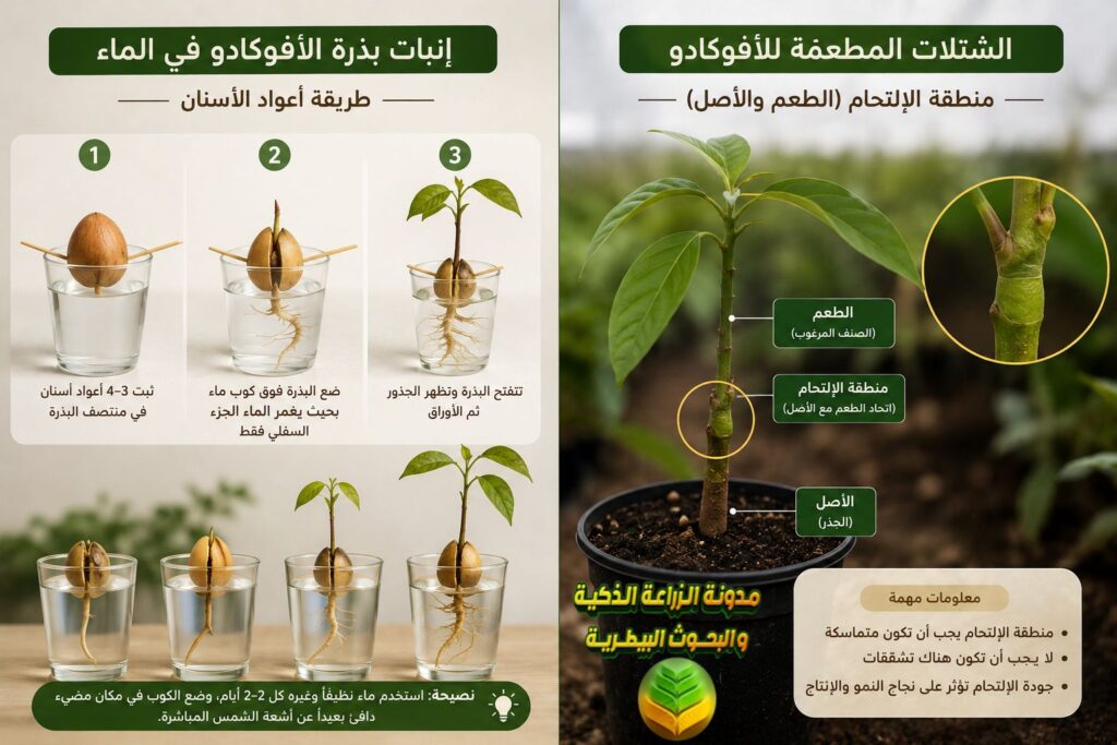طرق إكثار وزراعة الأفوكادو