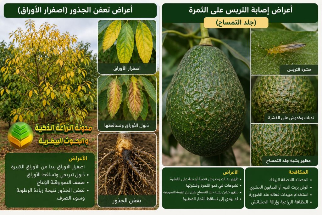 آفات الأفوكادو