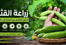 زراعة القثاء بالتفصيل: موعد الزراعة، الري، التسميد، الأمراض وطرق زيادة الإنتاج