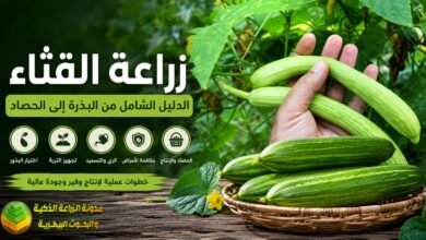 زراعة القثاء بالتفصيل: موعد الزراعة، الري، التسميد، الأمراض وطرق زيادة الإنتاج