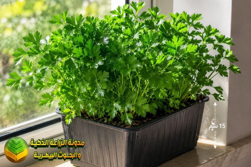 زراعة البقدونس في المنزل