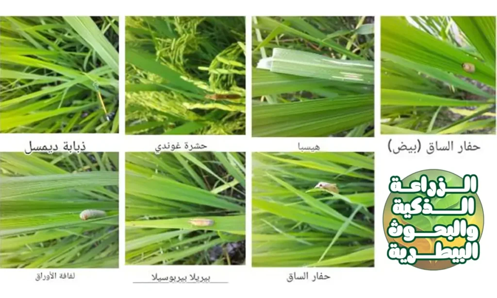 الحشرات الضارة التي تصيب نباتات الأرز