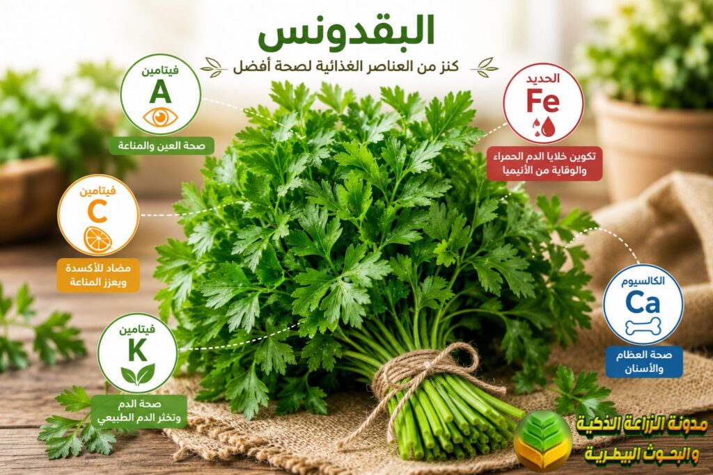 القيمة الغذائية للبقدونس