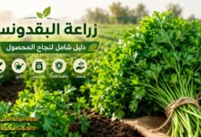 زراعة البقدونس: دليل شامل لنجاح المحصول من الزراعة حتى الحصاد وتحقيق أعلى إنتاجية