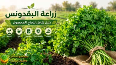 زراعة البقدونس: دليل شامل لنجاح المحصول من الزراعة حتى الحصاد وتحقيق أعلى إنتاجية