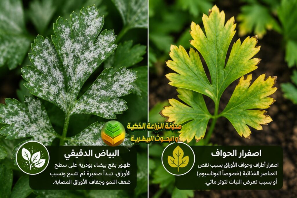 امراض البقدونس