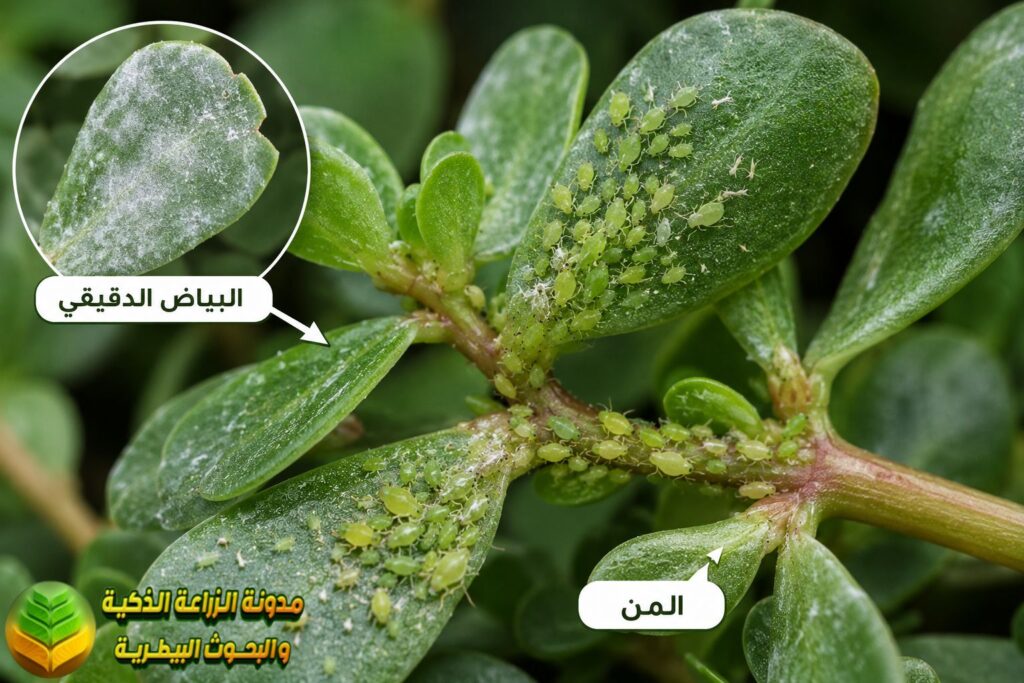 آفات تصيب نبات الرجلة
