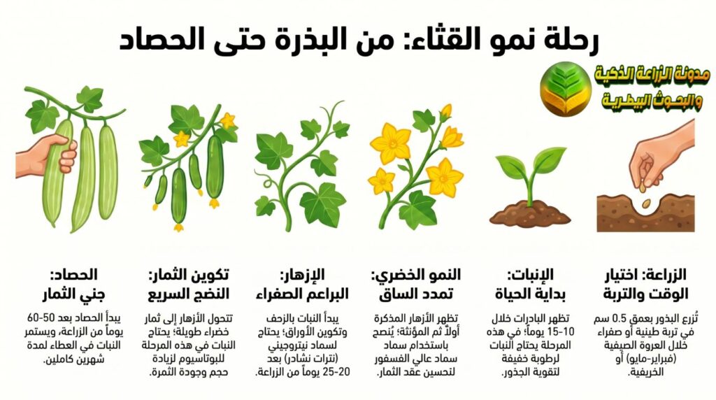 طريقة زراعة القثاء خطوة بخطوة