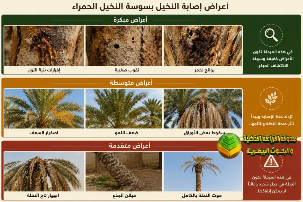 أعراض الإصابة بسوسة النخيل الحمراء