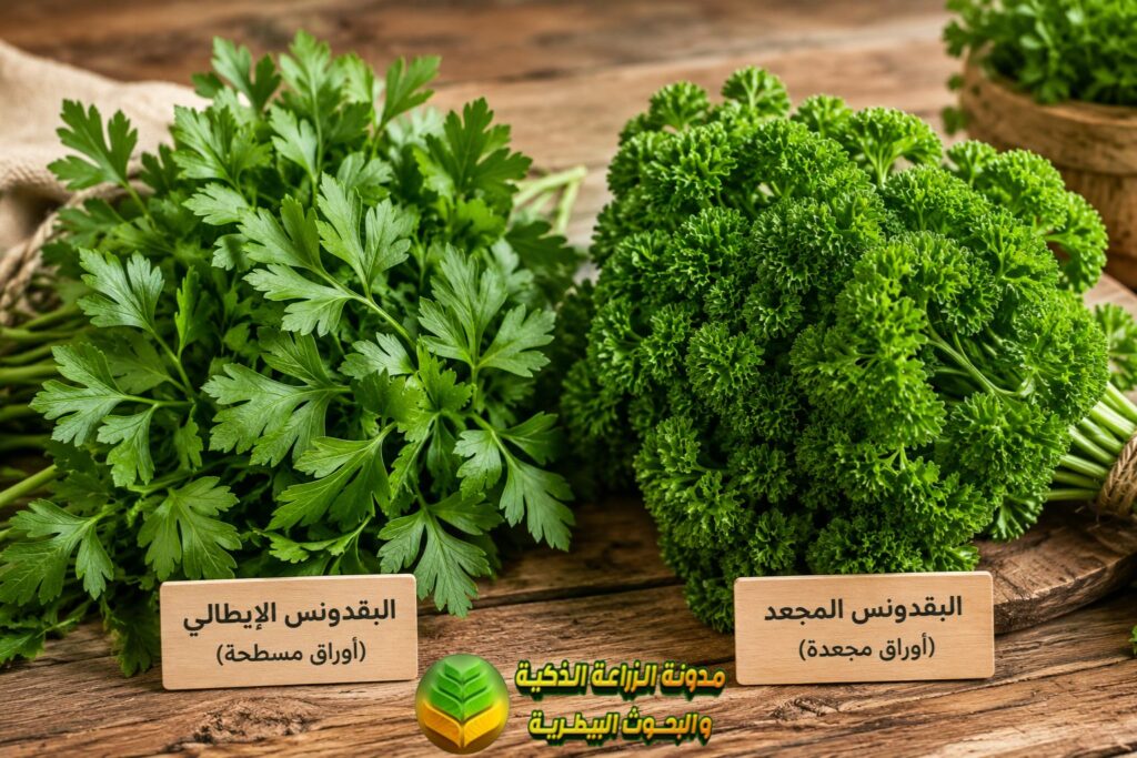 انواع البقدونس