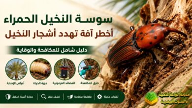 سوسة النخيل الحمراء: أخطر آفة تهدد أشجار النخيل وطرق المكافحة الذكية والوقاية الحديثة