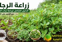زراعة الرجلة: الدليل الشامل لزراعة نبات الرجلة في المنزل والحقل وتحقيق إنتاج وفير