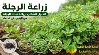 زراعة الرجلة: الدليل الشامل لزراعة نبات الرجلة في المنزل والحقل وتحقيق إنتاج وفير