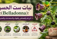 نبات ست الحسن (Belladonna): الزراعة والخصائص والفوائد والاستخدامات والتحذيرات