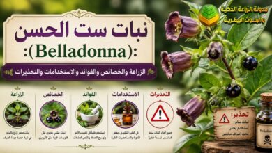 نبات ست الحسن (Belladonna): الزراعة والخصائص والفوائد والاستخدامات والتحذيرات
