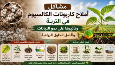 مشاكل املاح كاربونات الكالسيوم في التربة وتأثيرها على نمو النباتات وأفضل الحلول الزراعية