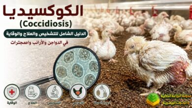 الكوكسيديا (Coccidiosis): التشخيص والعلاج والوقاية في الدواجن والأرانب والمجترات