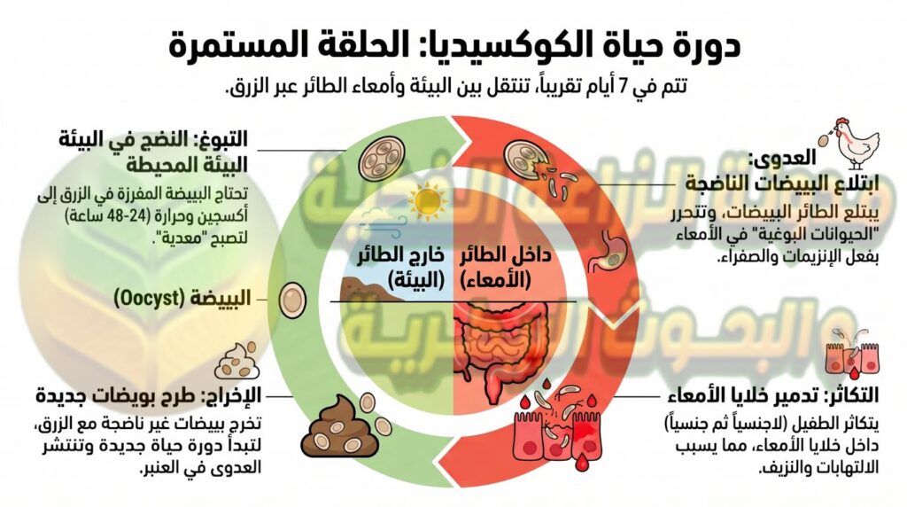 دورة حياة الكوكسيديا
