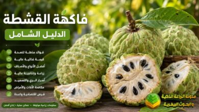 فاكهة القشطة: الدليل الشامل للفوائد والقيمة الغذائية وطرق الزراعة والإنتاج