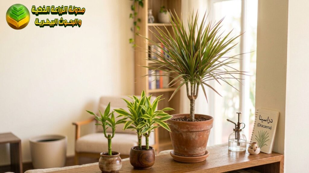 الدراسينا (Dracaena)