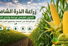 الذرة الشامية: الدليل الشامل لزراعة وإنتاج الذرة من الزراعة حتى الحصاد وتحقيق الإنتاجية