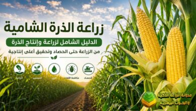 الذرة الشامية: الدليل الشامل لزراعة وإنتاج الذرة من الزراعة حتى الحصاد وتحقيق الإنتاجية