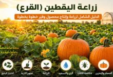 زراعة اليقطين: أسرار نجاح المحصول وزيادة الإنتاج بأفضل الطرق الزراعية