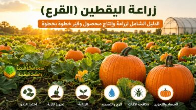 زراعة اليقطين: أسرار نجاح المحصول وزيادة الإنتاج بأفضل الطرق الزراعية