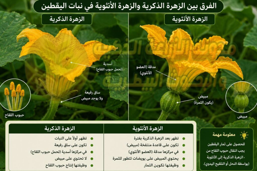 أهمية التلقيح في إنتاج اليقطين