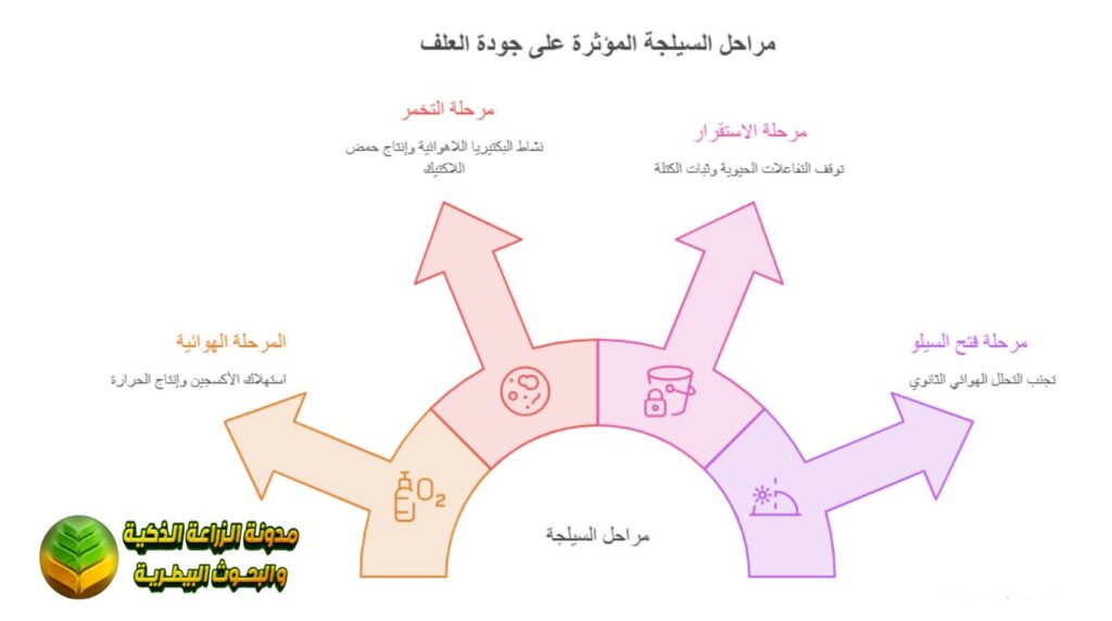 مراحل السيلجة