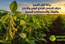زراعة فول الصويا: دليلك الشامل للإنتاج الوفير والأرباح والفوائد والاستخدامات المميزة