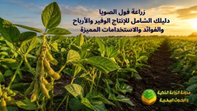 زراعة فول الصويا: دليلك الشامل للإنتاج الوفير والأرباح والفوائد والاستخدامات المميزة