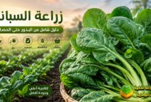 السبانخ من الزراعة إلى الحصاد: دليل علمي متكامل للمزارعين والمبتدئين