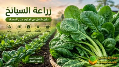 السبانخ من الزراعة إلى الحصاد: دليل علمي متكامل للمزارعين والمبتدئين