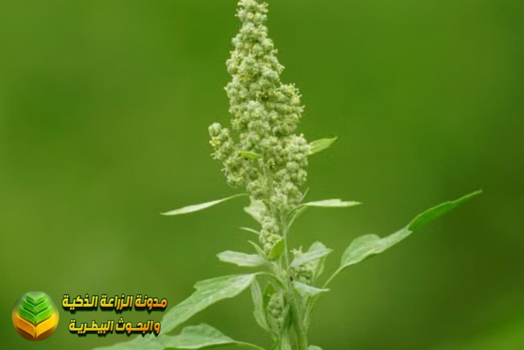 الأخطاء الشائعة في زراعة السبانخ