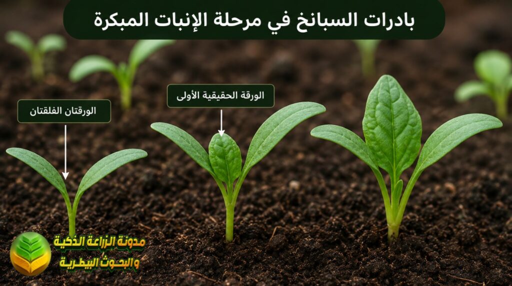 كيفية زراعة السبانخ خطوة بخطوة