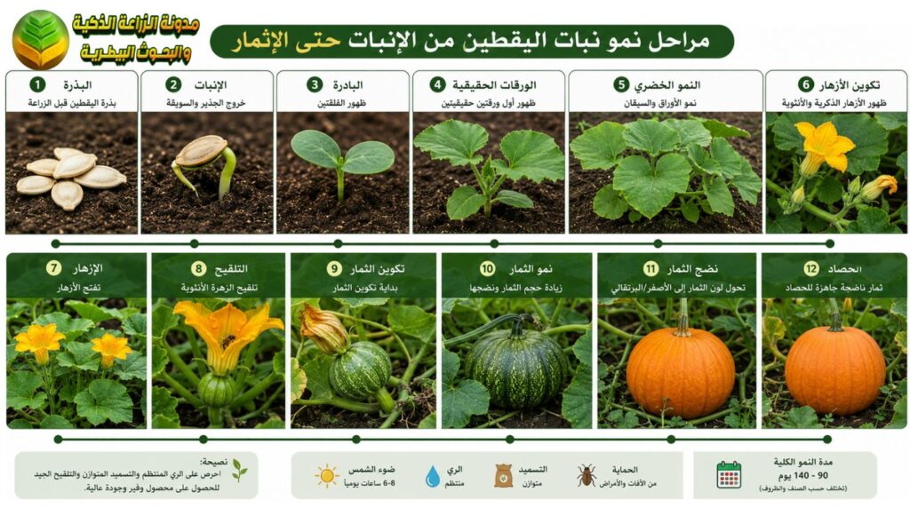 دورة حياة اليقطين: من البذرة حتى الحصاد