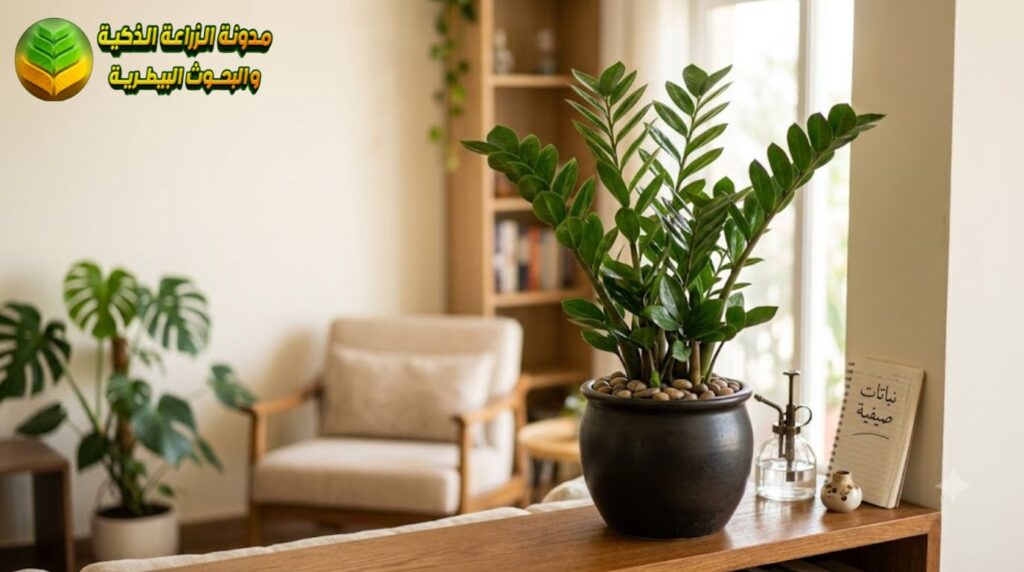 نبات الزاميا (ZZ Plant)