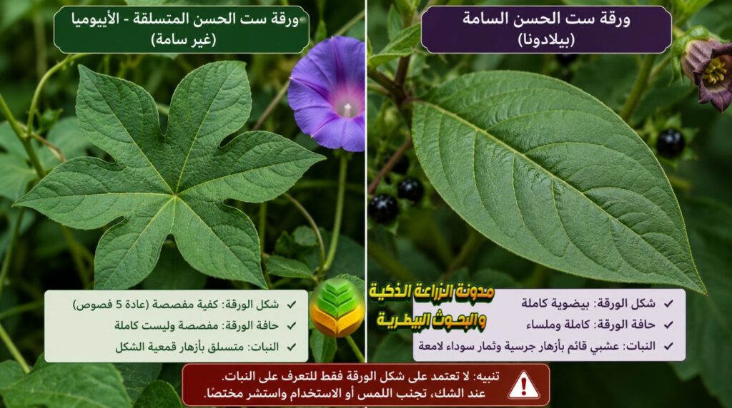 نبات ست الحسن المتسلقة