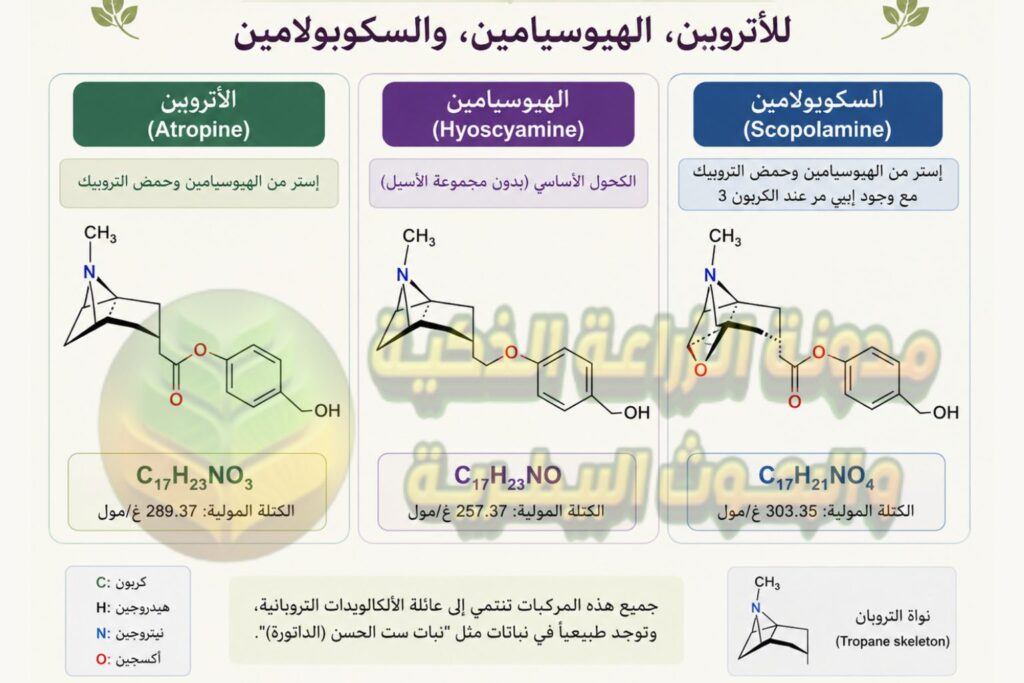 مركبات نبات ست الحسن