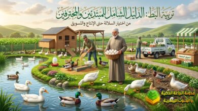 تربية البط: الدليل الشامل للمبتدئين والمحترفين من اختيار السلالة حتى الإنتاج والتسويق