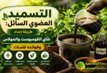 التسميد العضوي السائل: طريقة إعداد شاي الكومبوست والمولاس وفوائده للنبات