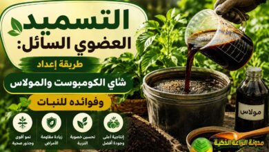 التسميد العضوي السائل: طريقة إعداد شاي الكومبوست والمولاس وفوائده للنبات