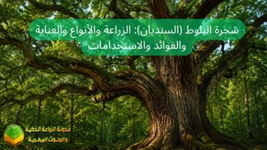 شجرة البلوط (السنديان): الزراعة والأنواع والعناية والفوائد والاستخدامات