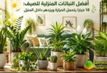 أفضل النباتات المنزلية للصيف: 18 خياراً يتحمل الحرارة ويزدهر داخل المنزل