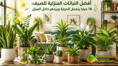 أفضل النباتات المنزلية للصيف: 18 خياراً يتحمل الحرارة ويزدهر داخل المنزل